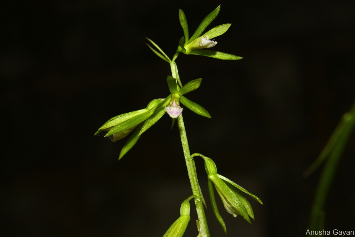 Nervilia concolor (Blume) Schltr.